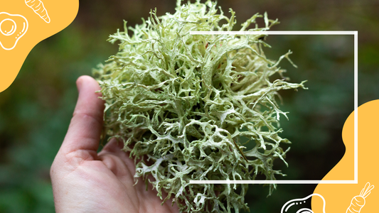 Creative Ways to Use Sea Moss Gel in Recipes (Not Just Smoothies!)